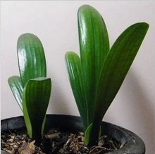 Cloud Zoom small image