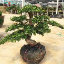 Cloud Zoom small image