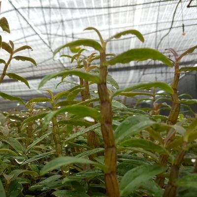 Cloud Zoom small image