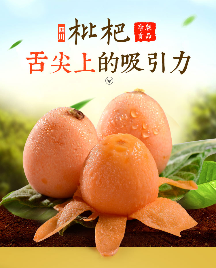 四川枇杷1.jpg