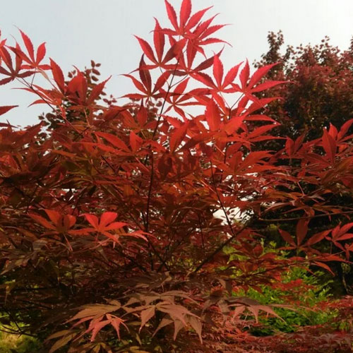 Cloud Zoom small image