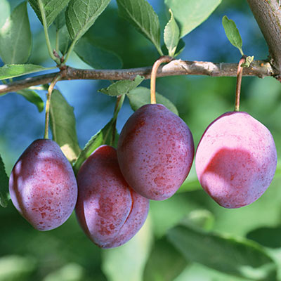 Cloud Zoom small image