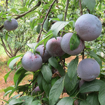 Cloud Zoom small image