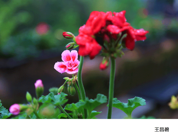 2017上期摄影班学员王昌碧作品