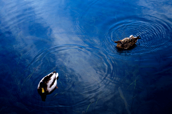2018老年大学下期摄影班陈晓华学员作品