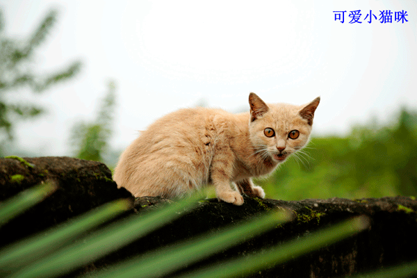2018老年大学下期摄影班王昌碧学员作品