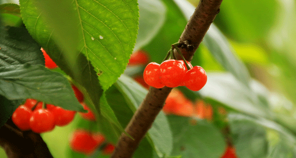 2018老年大学下期摄影班尹国林学员作品