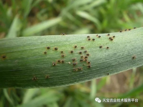 杀虫剂,除草剂,杀菌剂,杀螨剂特性总结!真全啊!