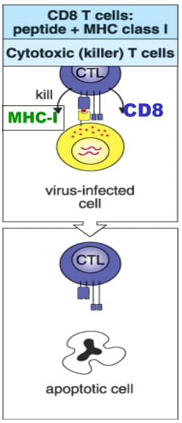 特异性免疫细胞