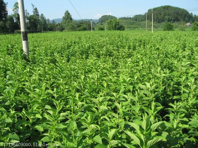 玄参高产栽培技术-药材种植技术-药材知识-亳州市明基中药材种植有限