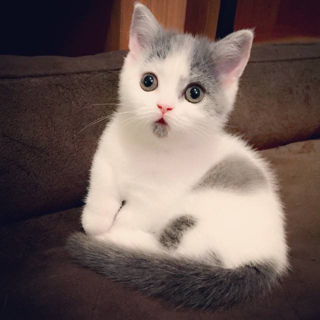 最正确的小猫饲养方法