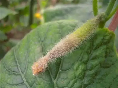 蔬菜棚室黄瓜灰霉病频发?难防难治?除非你这样做!