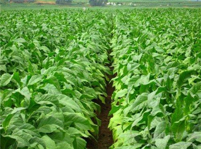 蔬菜种苗基地教你如何正确“叶面施肥”