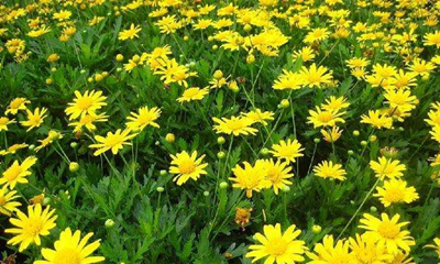 木春菊基地批发