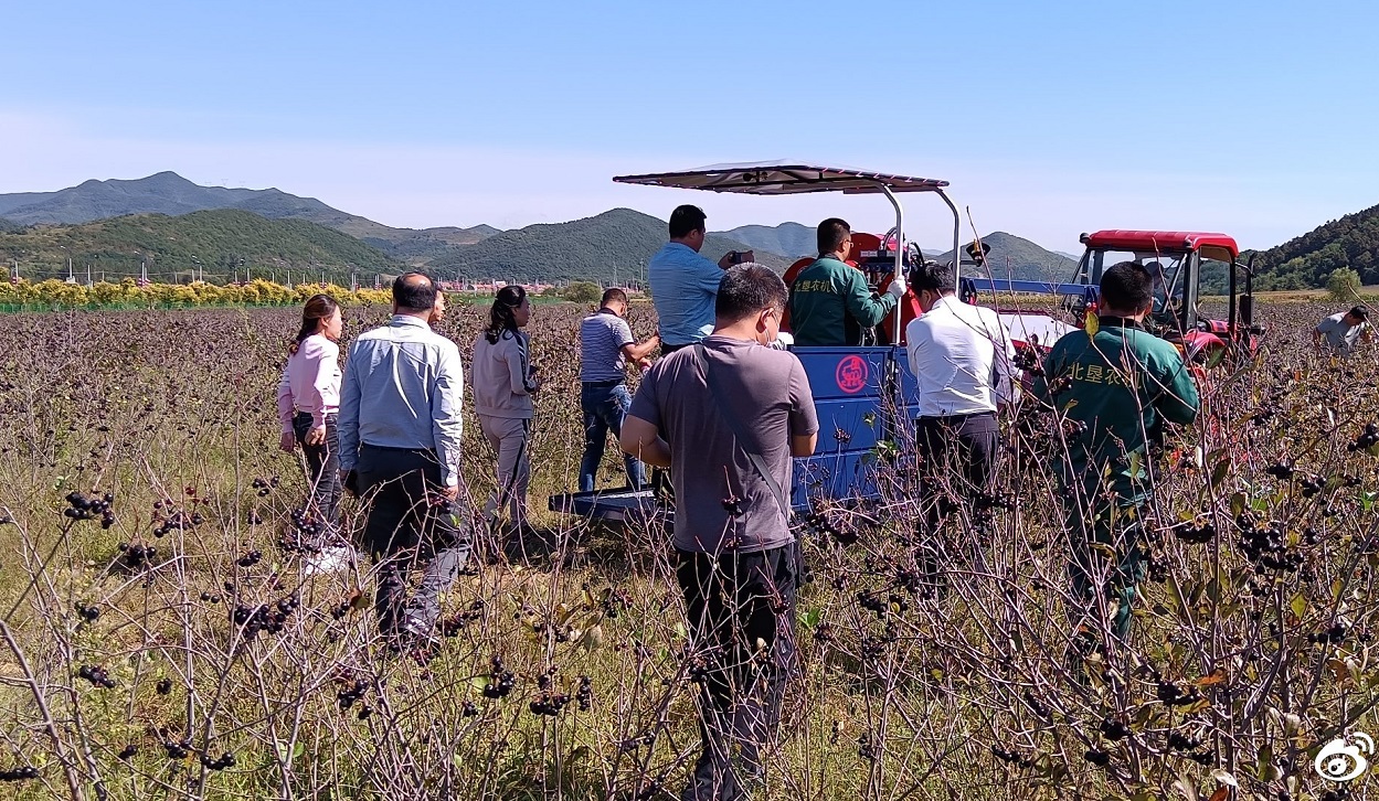 波兰JAGODA不老莓机收现场会在辽阳市召开