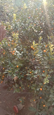 老苏服务日记2021年12月20号