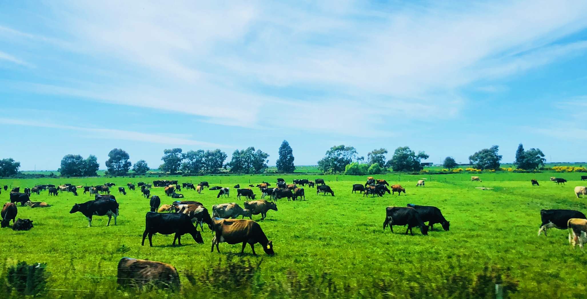 西海岸（West Coast）