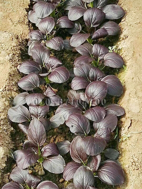 紫钻油菜种子|紫油菜种子 紫叶青梗菜种子 观赏食用蔬菜种子