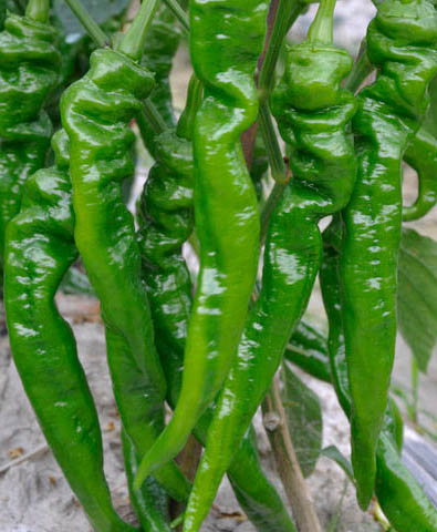 特色蔬菜种子-多又奇种子网