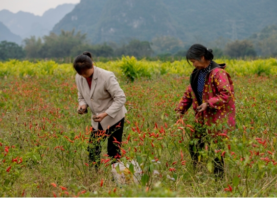 20250210155333_18224.jpg 微信截图_20250210155252.jpg