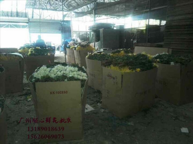 鲜花批发就找广州顺心鲜花，图片是我们新鲜鲜花批发仓库
