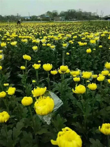 广州菊花种植基地