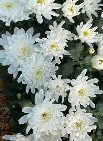 新沂最大的白菊花种植销售基地