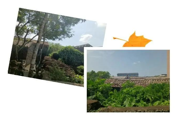 火山文化的印记——美社村