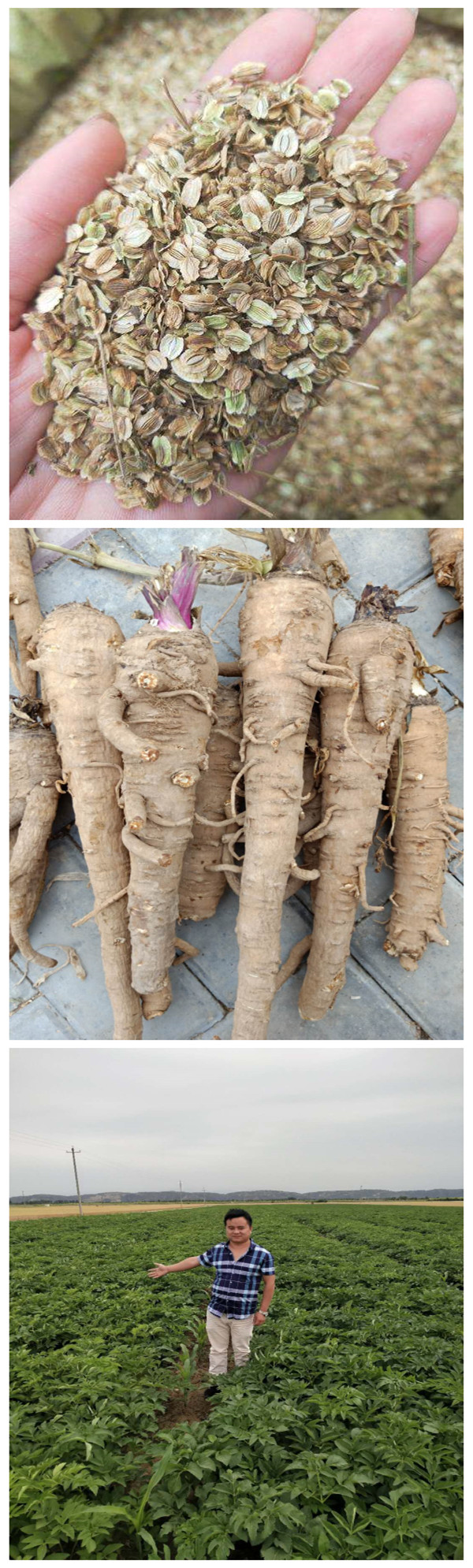 白芷-白芷-产品介绍-亳州市华荣中药材种苗有限公司