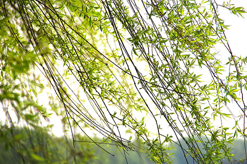 墨染春柳意 笔下见乾坤