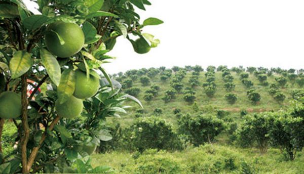 种出化橘红的礞石是什么?