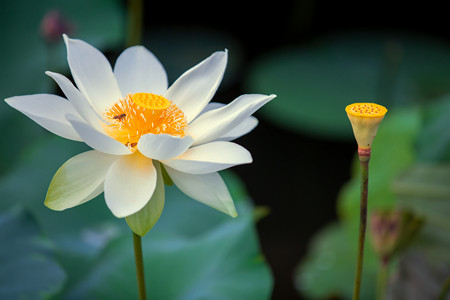 摄图网_501297471_白睡莲 （非企业商用）_副本.jpg