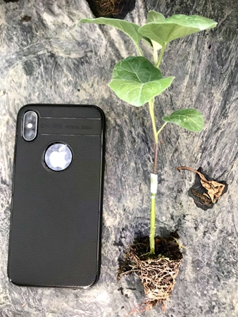 茄子苗嫁接的优势是什么？