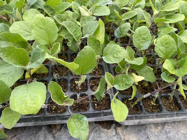 茄子苗的种植流程如何？栽种时对土壤有要求吗？