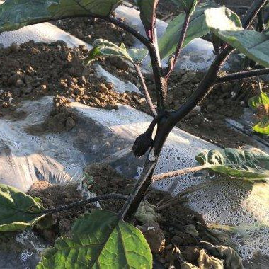 为什么茄子苗总是那么容易死亡？挽救它们的关键在于及时发现问题和嫁接栽培