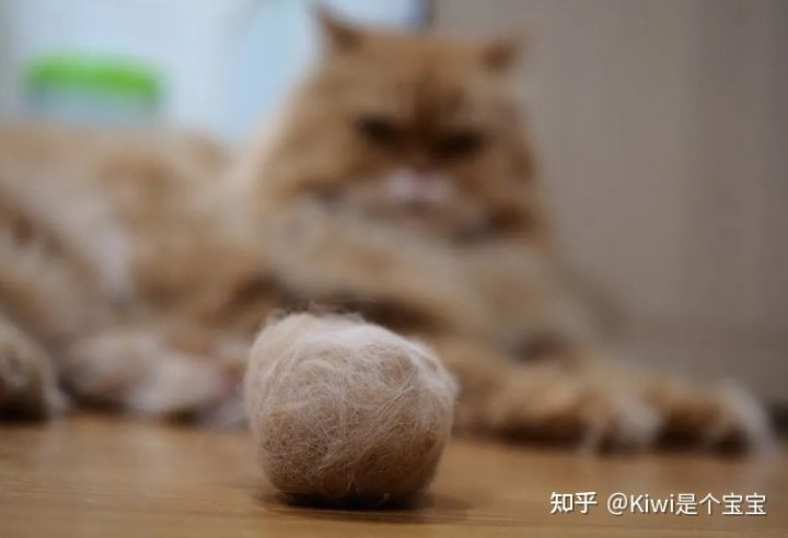 如何预防猫的毛球