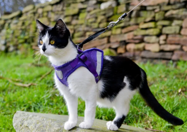 怎么做才能安全遛猫？