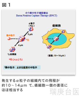 BNCT | 解答硼中子俘获治疗疑惑