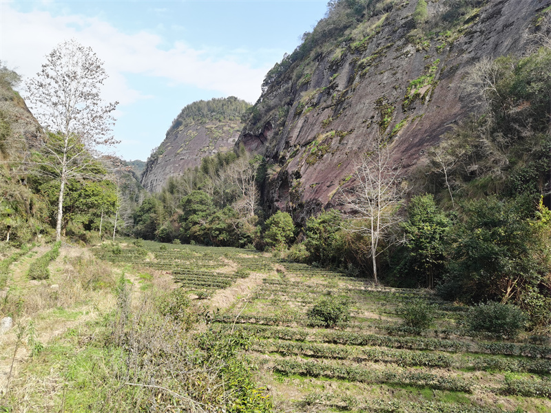 老兰坑茶山