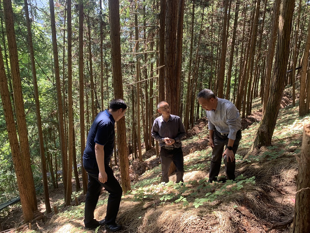 调研西洋参基地 (2).jpg
