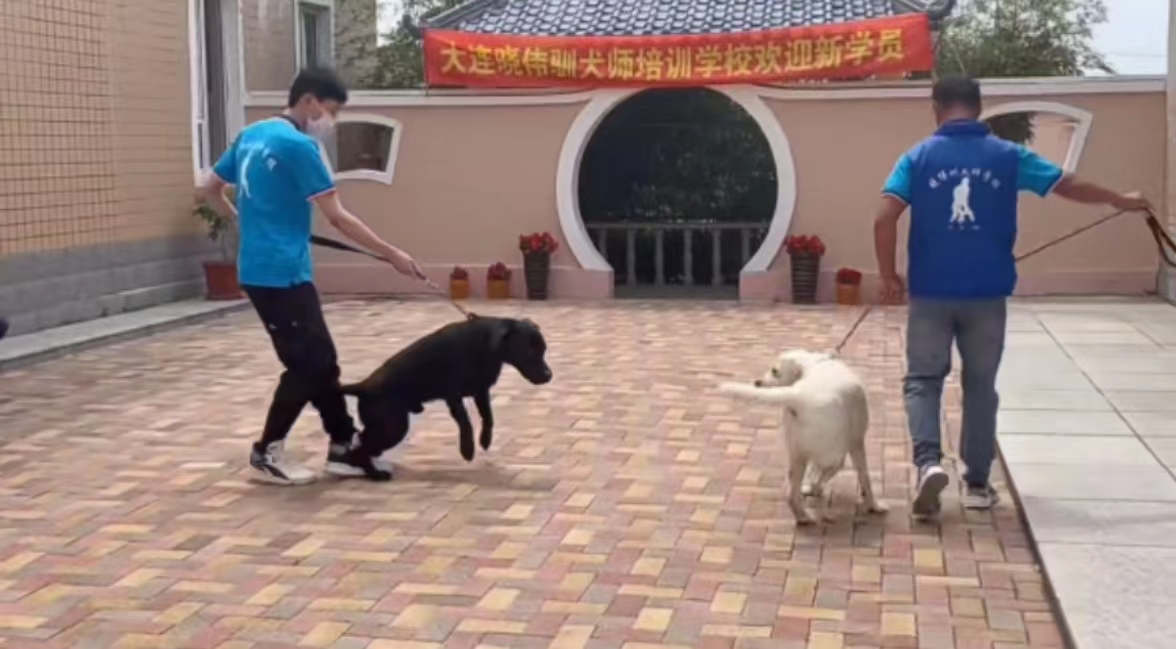 学驯犬师，线上网络学习和线下学校学习有大不同