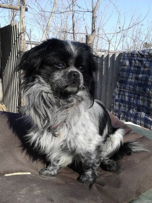 悬赏3000元: 寻找一条黑白灰色长毛京巴串儿