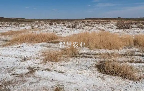 盐碱地对作物与土地的危害
