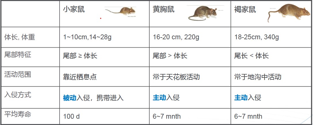 鼠类5.jpg